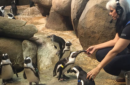 A worker feeding the penguins at the California Academy of Sciences.