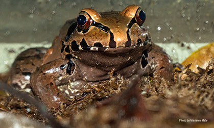 San Francisco Zoo Jungle Frog at the San Francisco Zoo