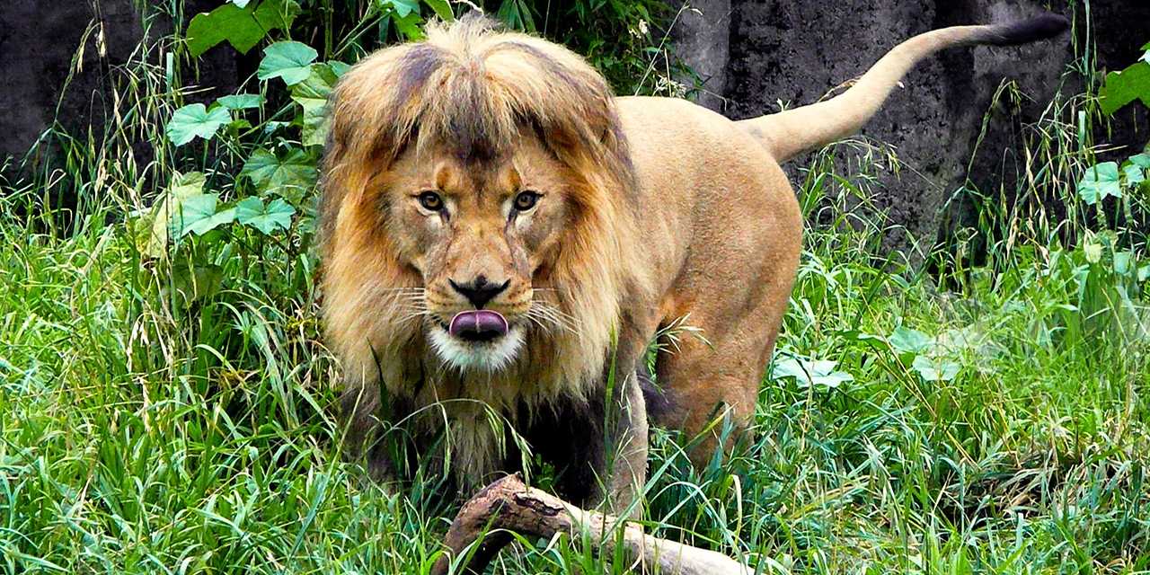 Lion from San Francisco Zoo